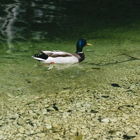 Villa Melody Bohinj Dış mekan fotoğraf