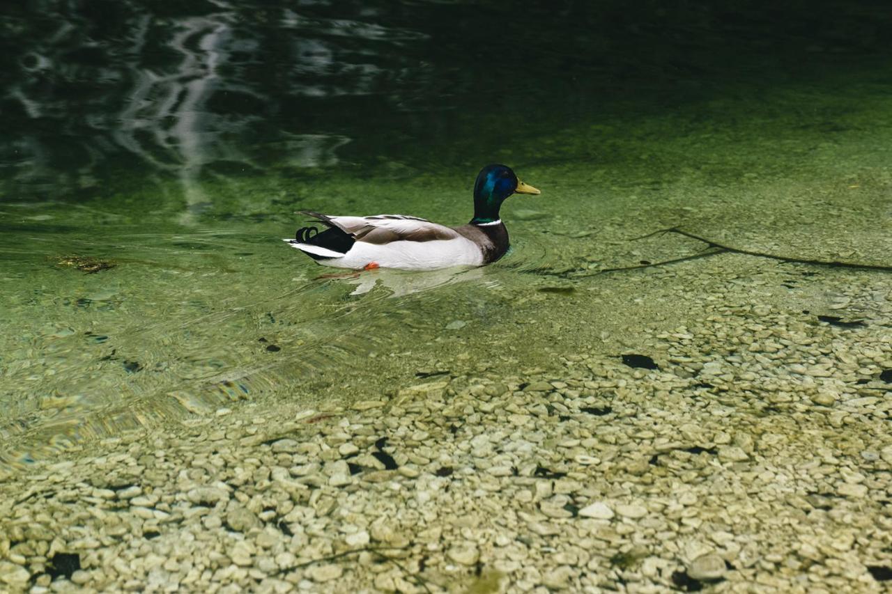 Villa Melody Bohinj Dış mekan fotoğraf